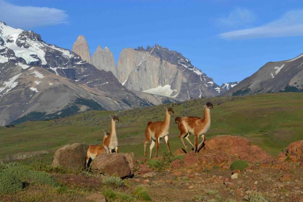 wild-animals-near-hosteria-1024x682