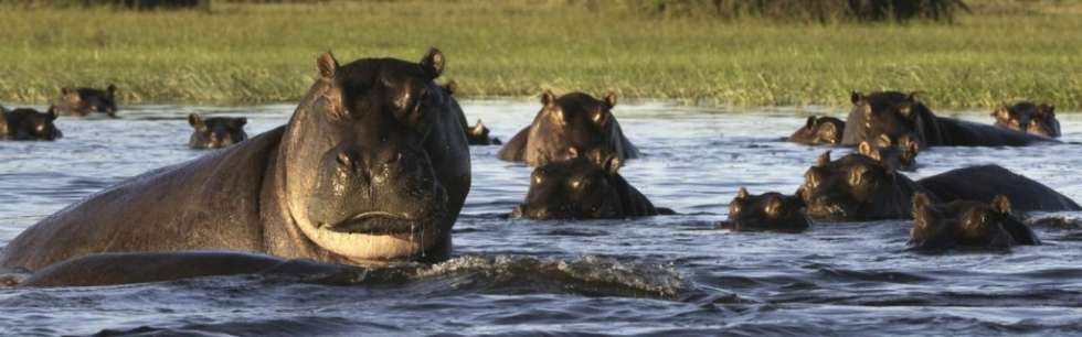 Hippos-in-botswana-1024x320