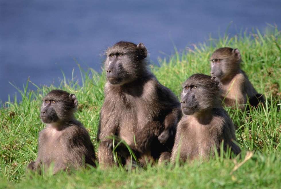 baboons-moremi-crossing-1024x690