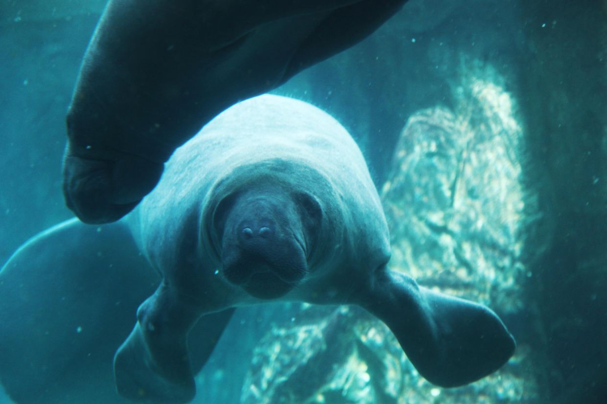 manatees and fish swimming inside the tank