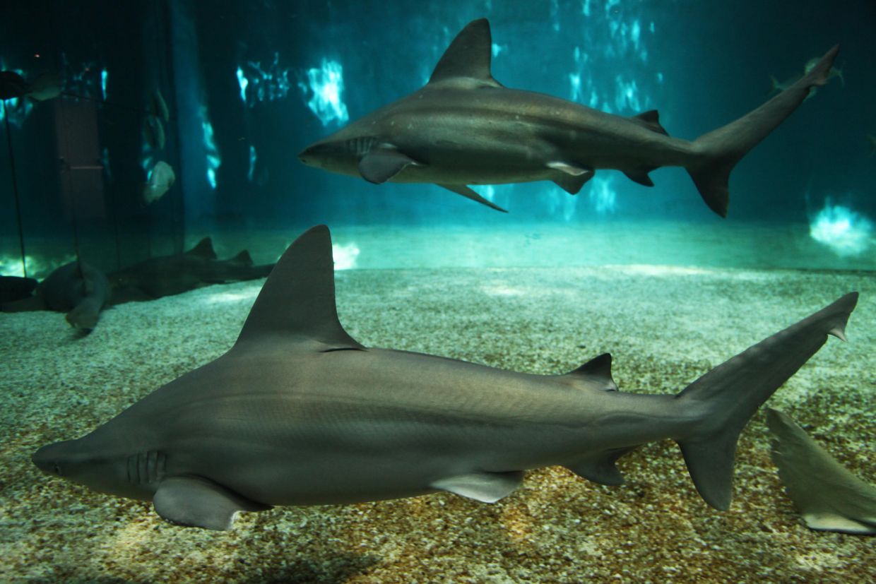 sharks at the acquario di genova