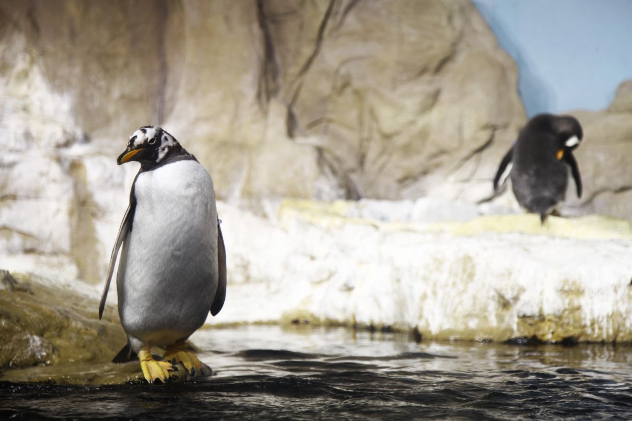 penguins inside the tank at the acquario di genova