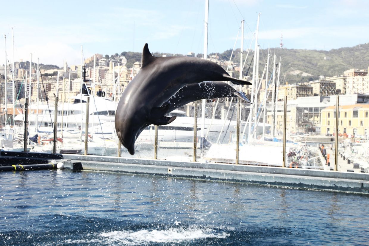 view of genoa with dolphins at the aquarium