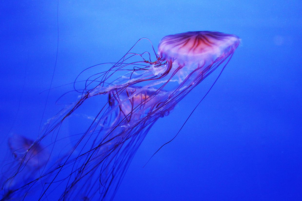 jellyfish acquario-di-genova