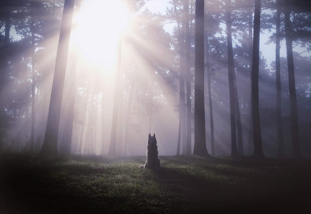 Wolf staring into the sun